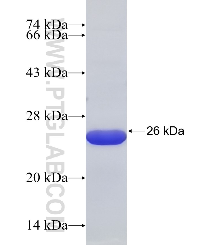 AP2A1 fusion protein Ag32239 SDS-PAGE