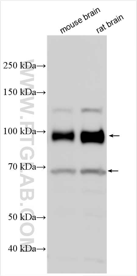 Western Blot (WB) analysis of various lysates using APBB1 Polyclonal antibody (27874-1-AP)