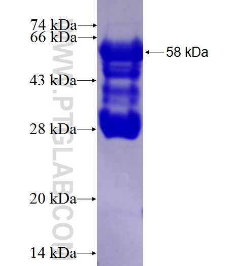 APBB1 fusion protein Ag27434 SDS-PAGE