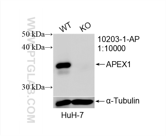 Western Blot (WB) analysis of HuH-7 cells using APEX1 Polyclonal antibody (10203-1-AP)