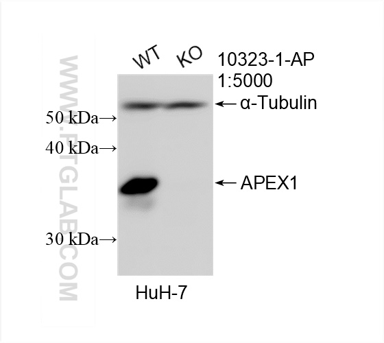 Western Blot (WB) analysis of HuH-7 cells using APEX1 Polyclonal antibody (10323-1-AP)