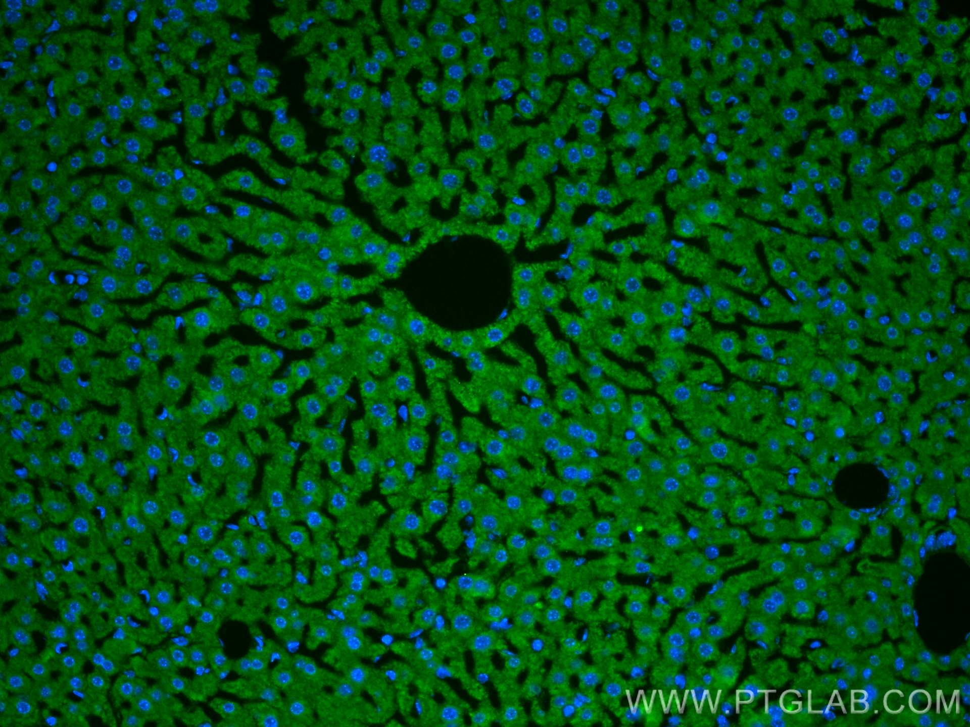 Immunofluorescence (IF) / fluorescent staining of mouse liver tissue using Apolipoprotein AI Polyclonal antibody (14427-1-AP)