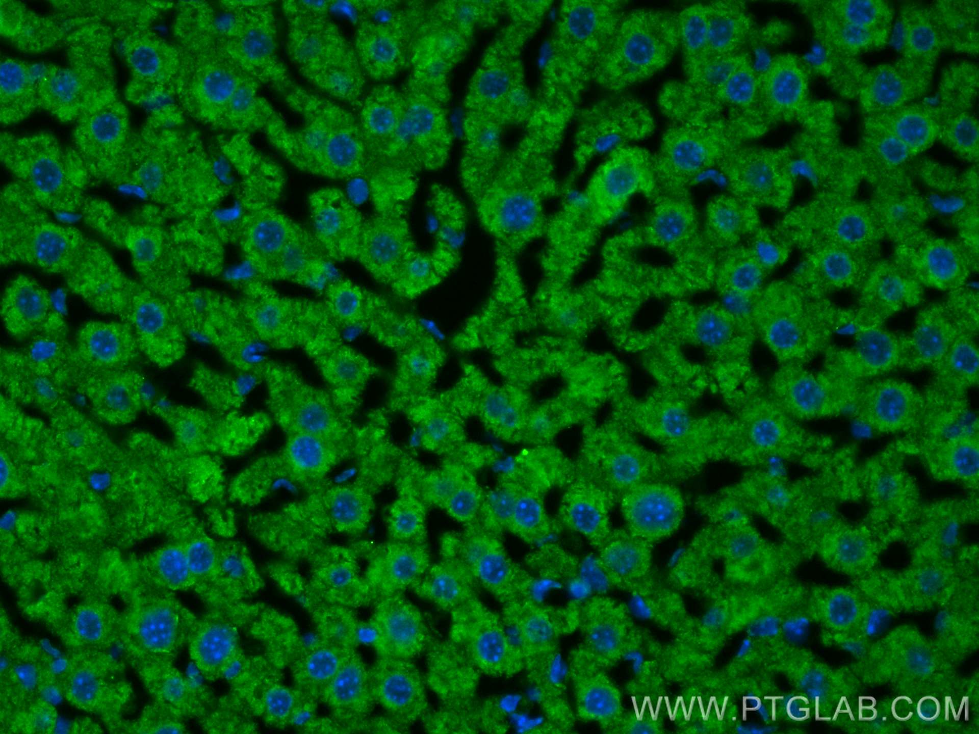 Immunofluorescence (IF) / fluorescent staining of mouse liver tissue using Apolipoprotein AI Polyclonal antibody (14427-1-AP)