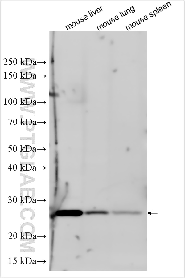 Western Blot (WB) analysis of various lysates using APOA1 Polyclonal antibody (31265-1-AP)