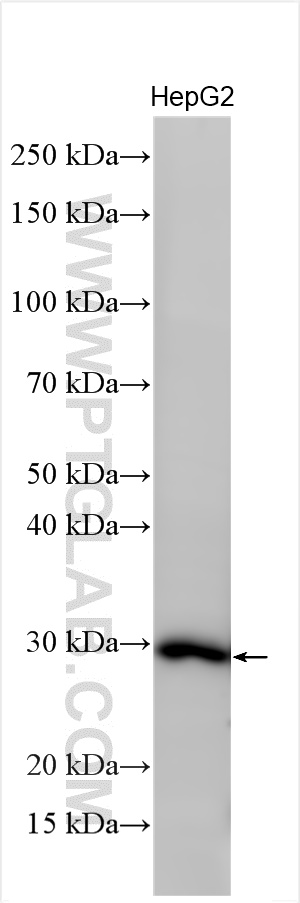 Western Blot (WB) analysis of various lysates using APOA1 Polyclonal antibody (31265-1-AP)