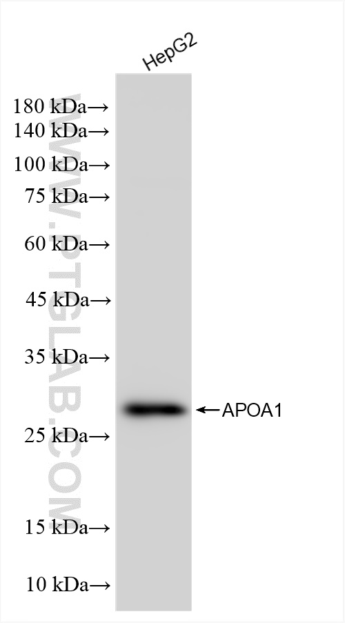 Western Blot (WB) analysis of HepG2 cells using Apolipoprotein AI Recombinant antibody (83504-1-RR)
