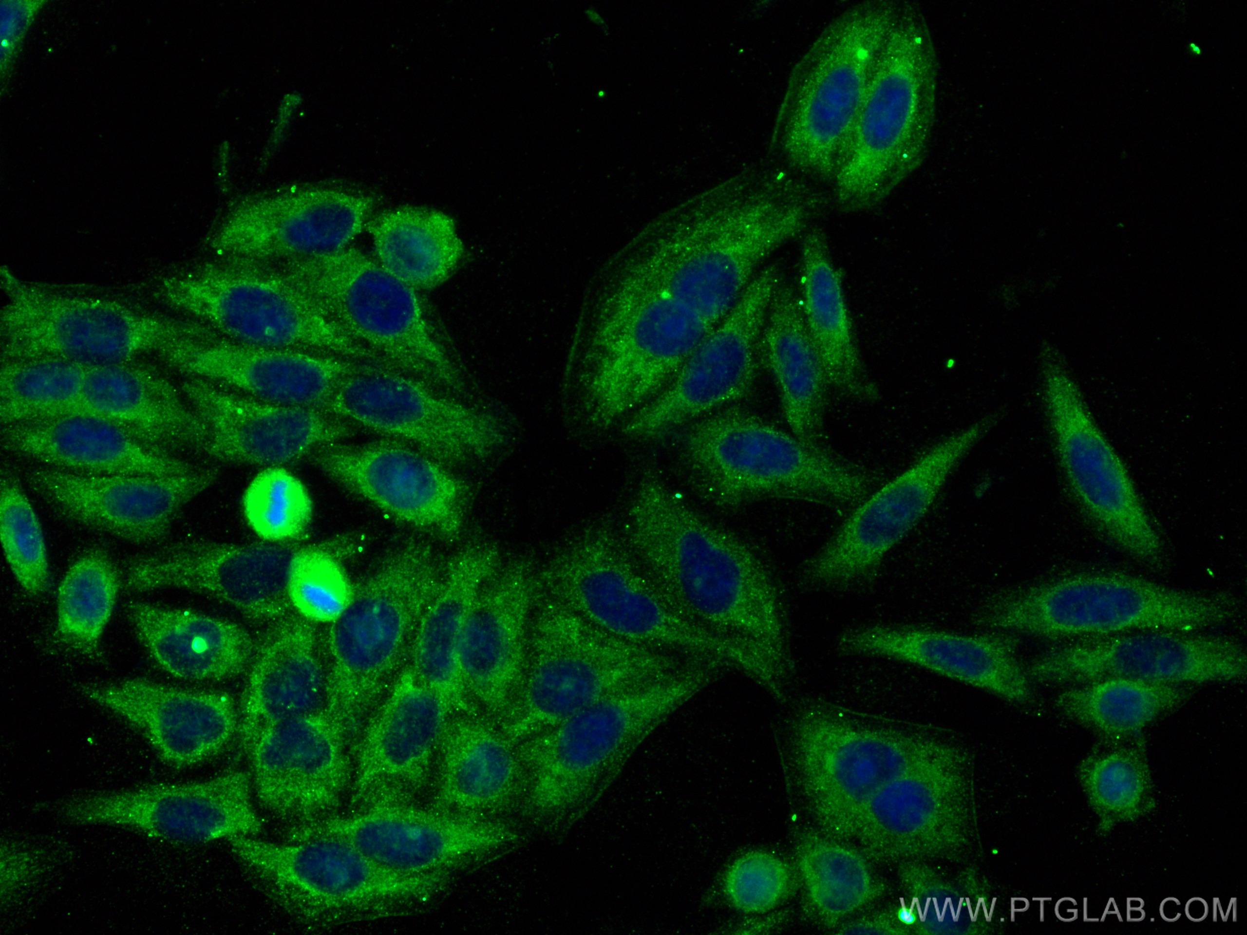 Immunofluorescence (IF) / fluorescent staining of HepG2 cells using Apolipoprotein A II Polyclonal antibody (16845-1-AP)