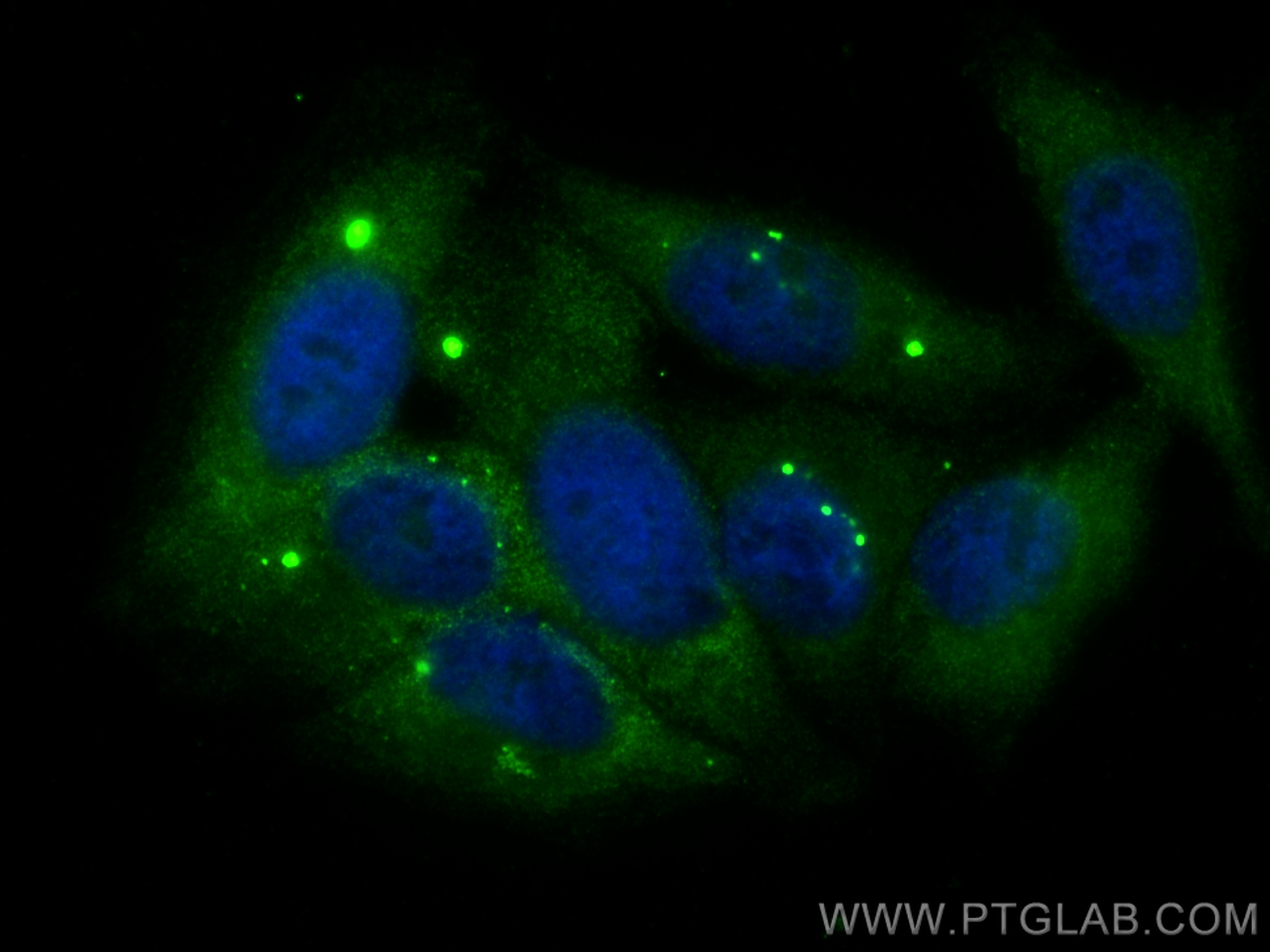 Immunofluorescence (IF) / fluorescent staining of HepG2 cells using APOA4 Polyclonal antibody (17996-1-AP)