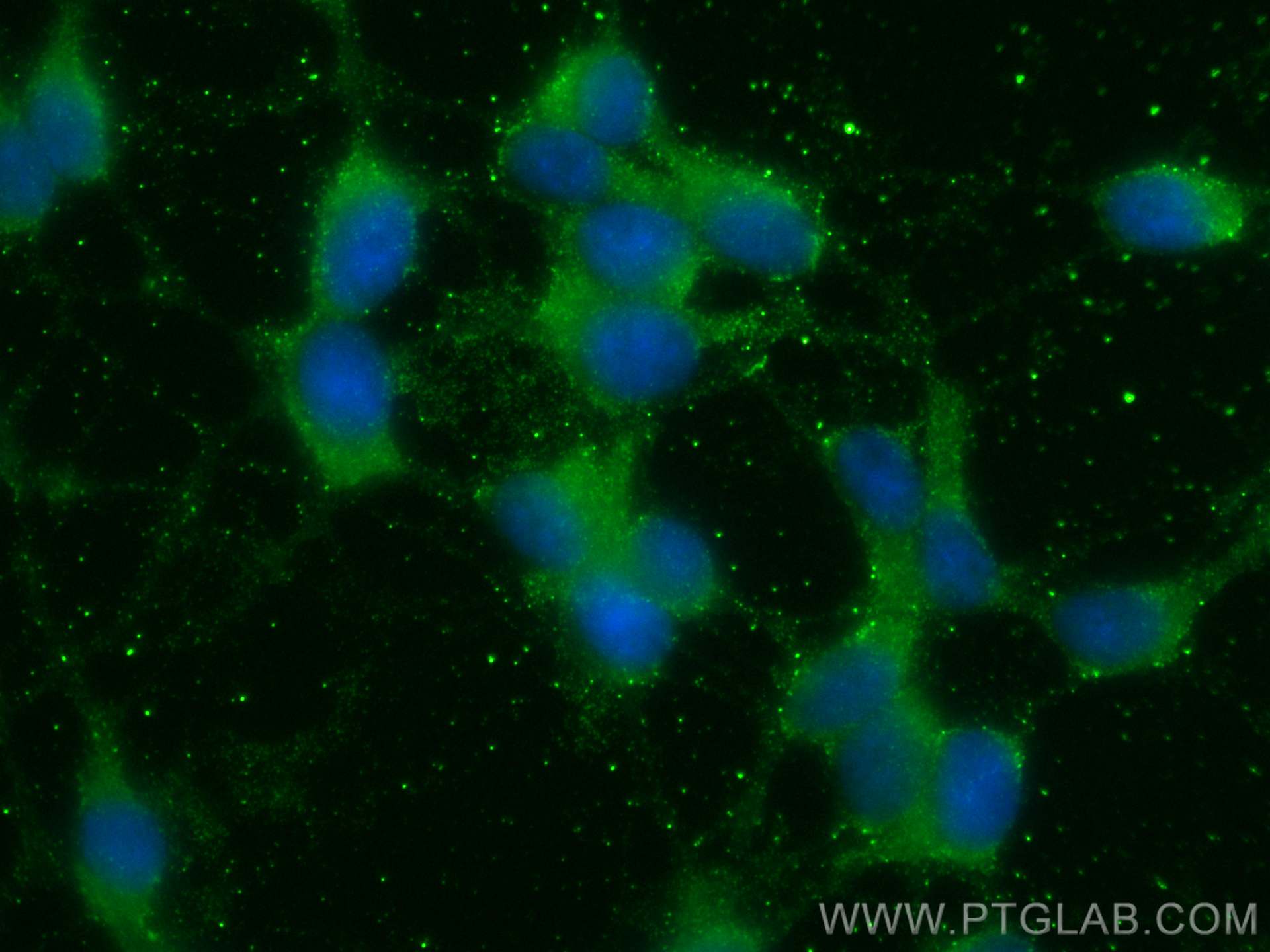 Immunofluorescence (IF) / fluorescent staining of SH-SY5Y cells using APOA4 Monoclonal antibody (66252-1-Ig)