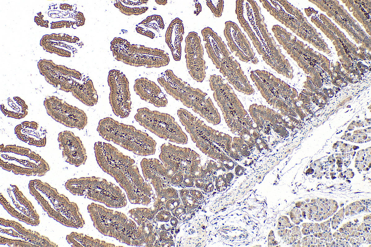 Immunohistochemistry (IHC) staining of mouse small intestine tissue using APOA4 Monoclonal antibody (66252-1-Ig)