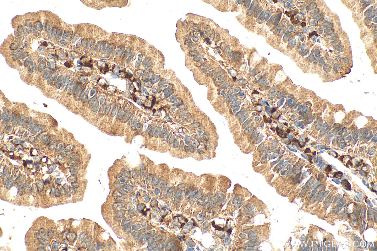 Immunohistochemistry (IHC) staining of mouse small intestine tissue using APOA4 Monoclonal antibody (66252-1-Ig)