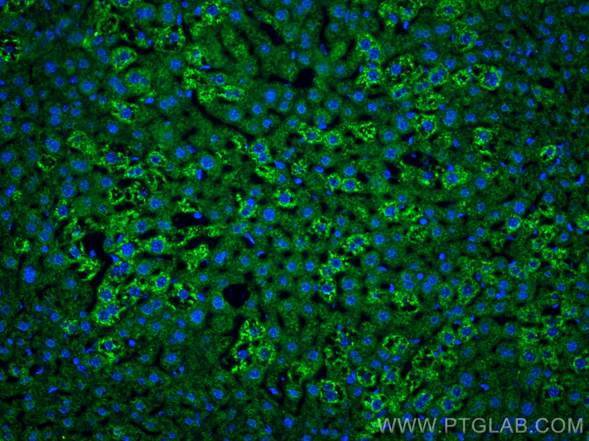 Immunofluorescence (IF) / fluorescent staining of mouse liver tissue using APOB Recombinant antibody (84047-1-RR)