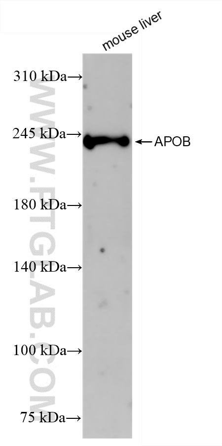 Western Blot (WB) analysis of mouse liver tissue using APOB Recombinant antibody (84047-1-RR)