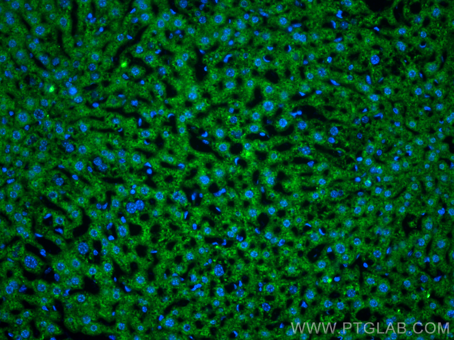 Immunofluorescence (IF) / fluorescent staining of mouse liver tissue using CoraLite® Plus 488-conjugated APOB Recombinant ant (CL488-84047)