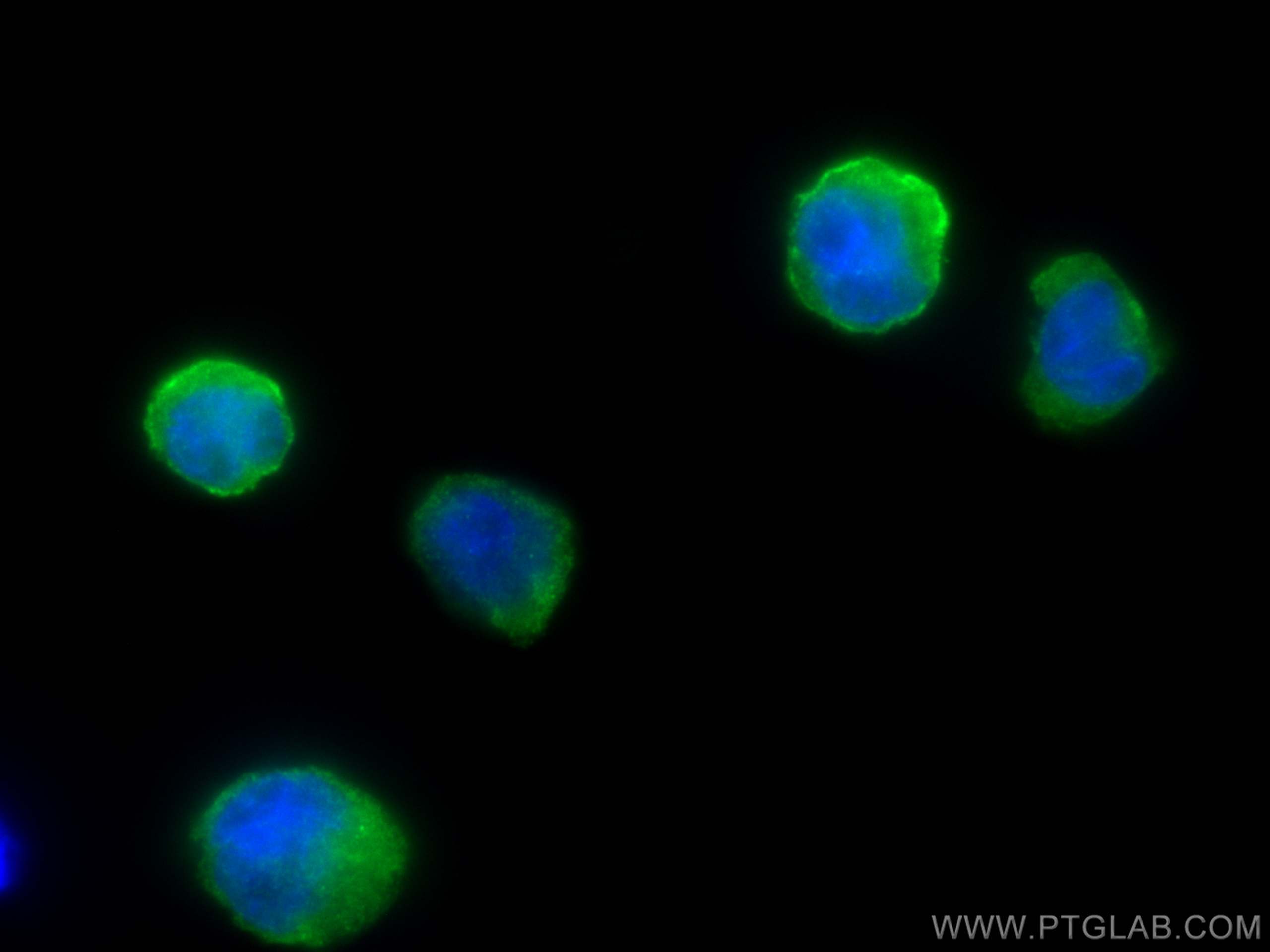 Immunofluorescence (IF) / fluorescent staining of THP-1 cells using APOBEC3A Polyclonal antibody (25084-1-AP)