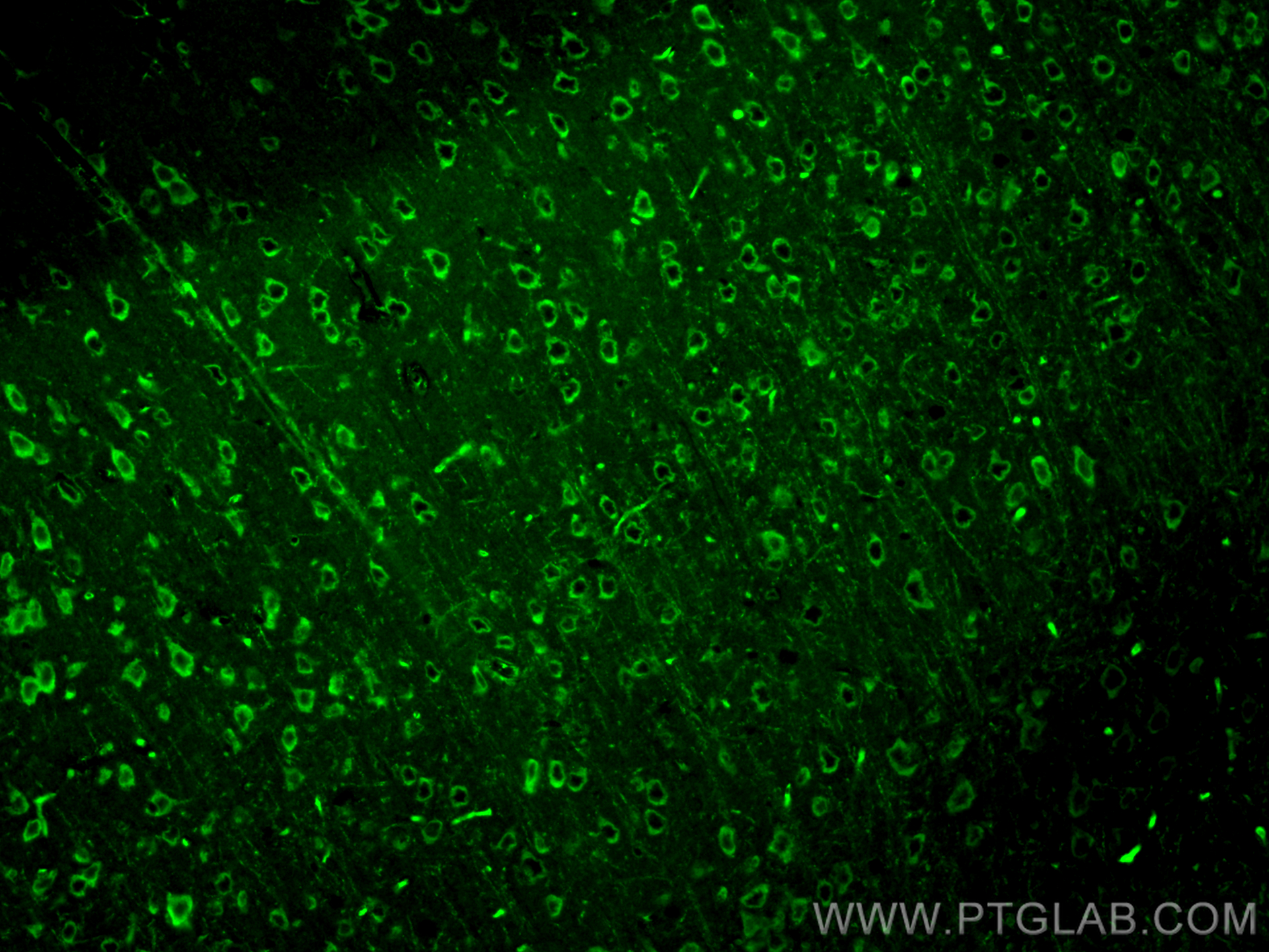 Immunofluorescence (IF) / fluorescent staining of mouse brain tissue using APOE Polyclonal antibody (30535-1-AP)