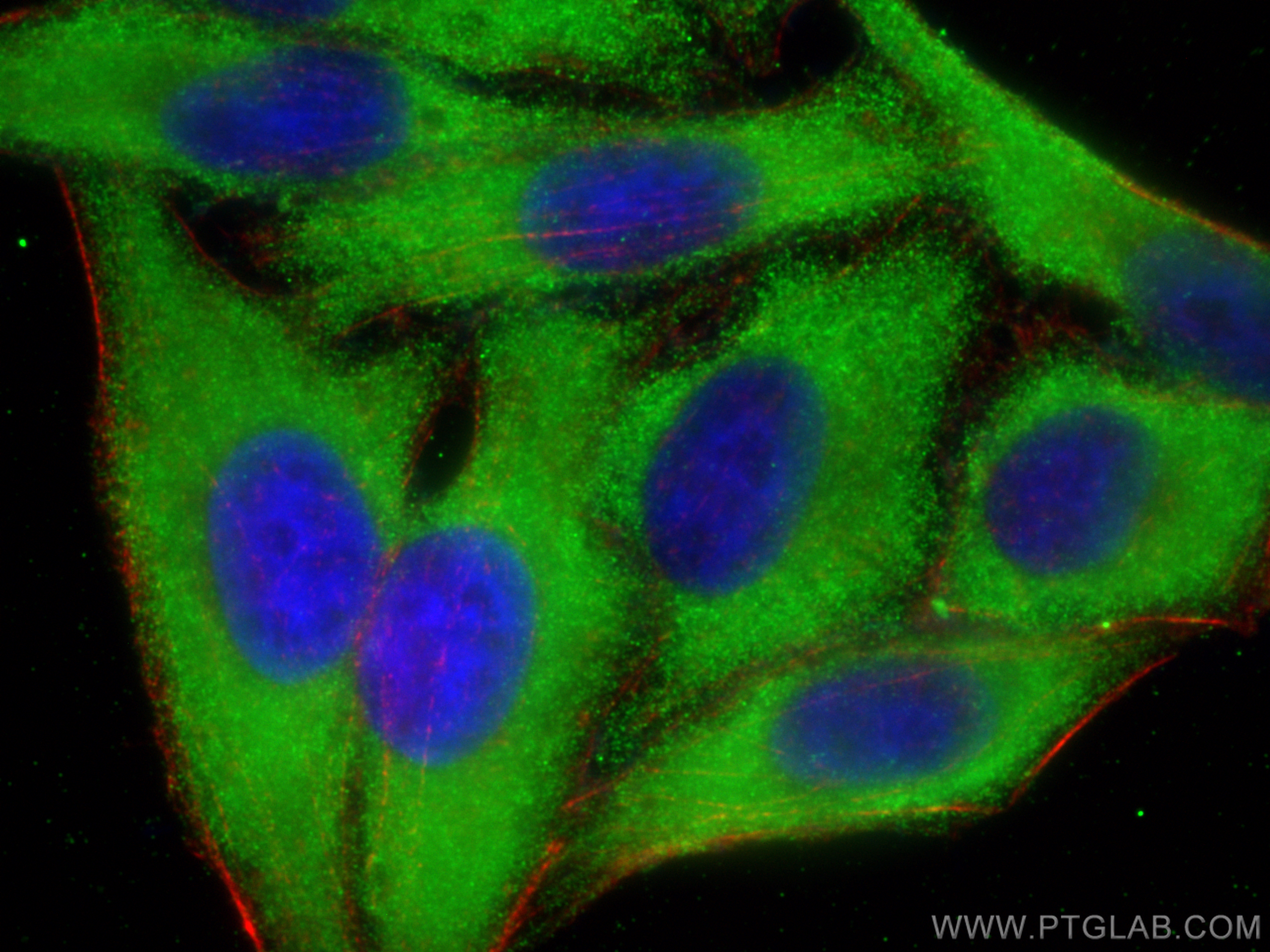 Immunofluorescence (IF) / fluorescent staining of HepG2 cells using APOE Monoclonal antibody (66830-1-Ig)