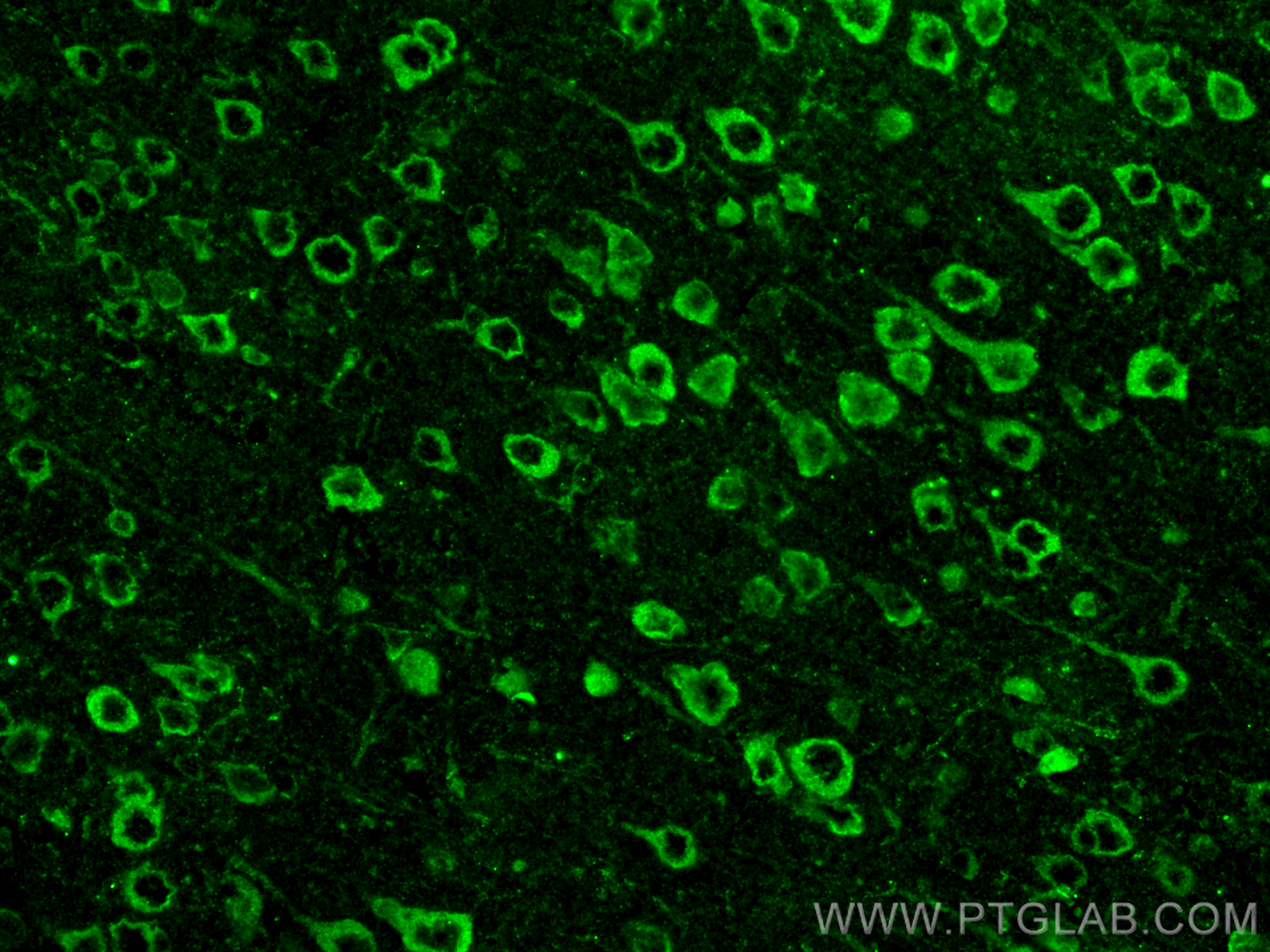 Immunofluorescence (IF) / fluorescent staining of mouse brain tissue using APOE Monoclonal antibody (66830-1-Ig)