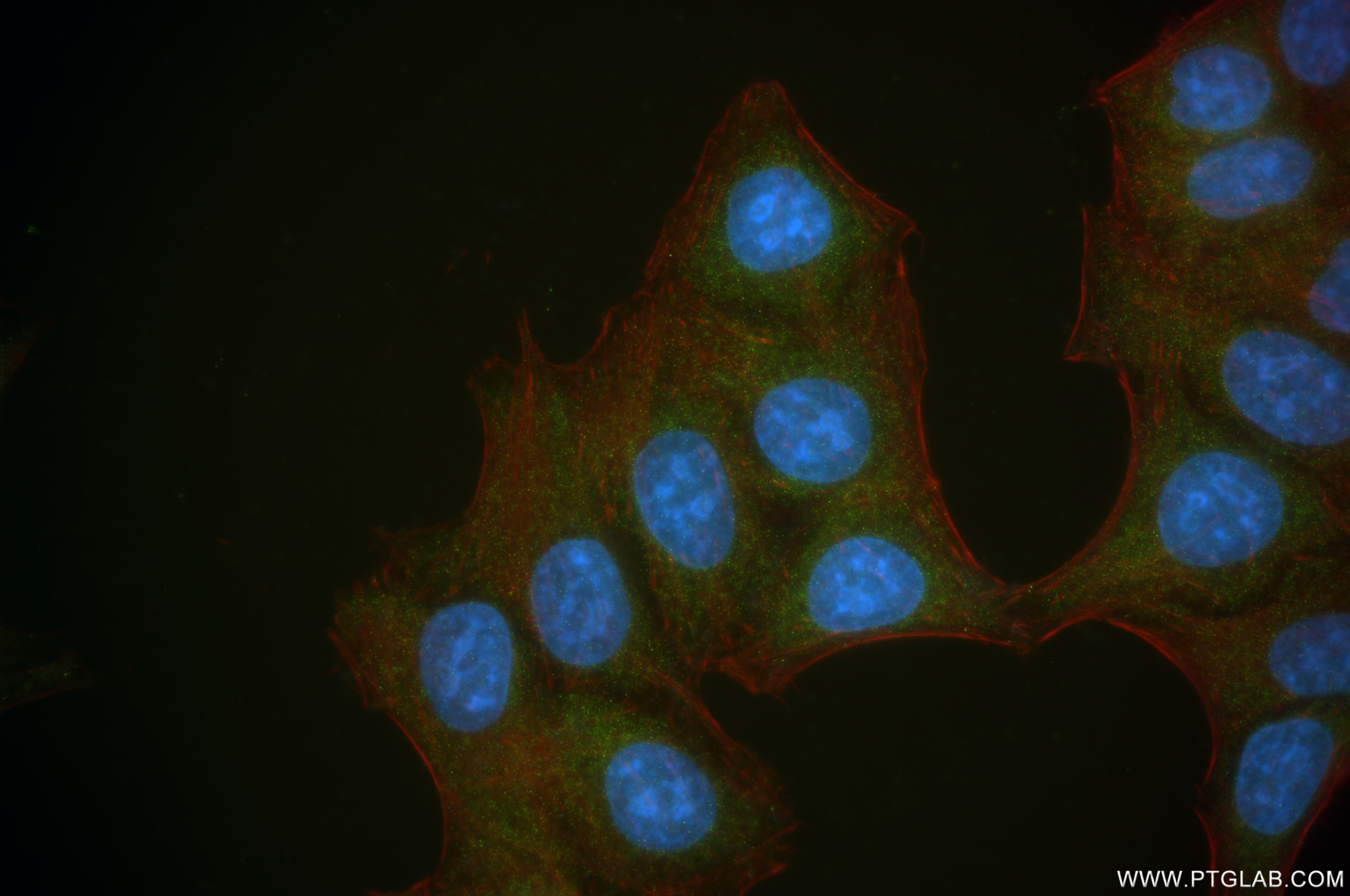 Immunofluorescence (IF) / fluorescent staining of HepG2 cells using APOE Recombinant antibody (84775-7-RR)