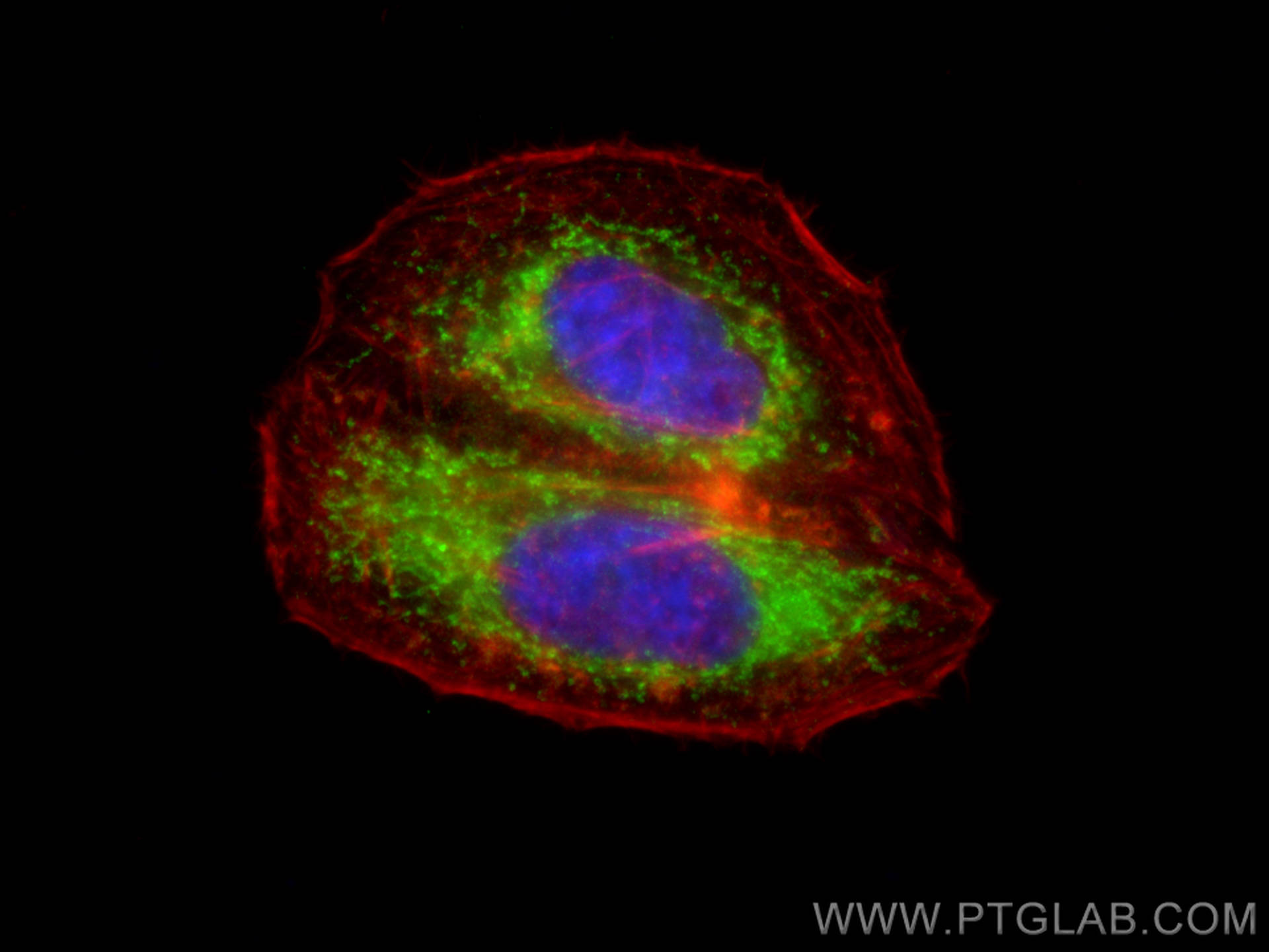 Immunofluorescence (IF) / fluorescent staining of HepG2 cells using Apolipoprotein H Polyclonal antibody (11892-1-AP)