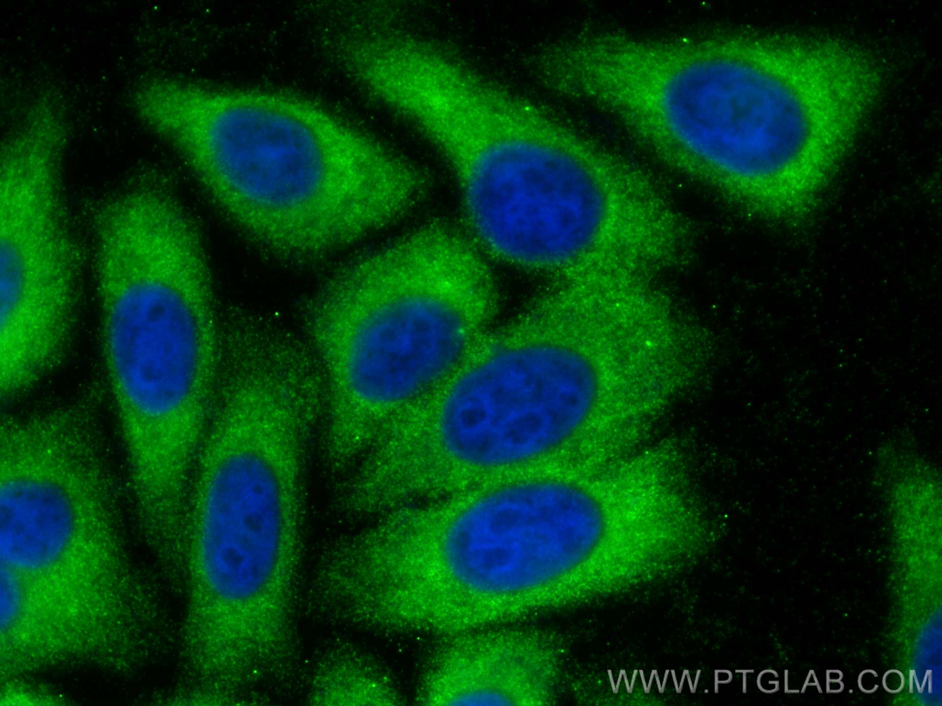 Immunofluorescence (IF) / fluorescent staining of HepG2 cells using Apolipoprotein H Monoclonal antibody (66074-1-Ig)