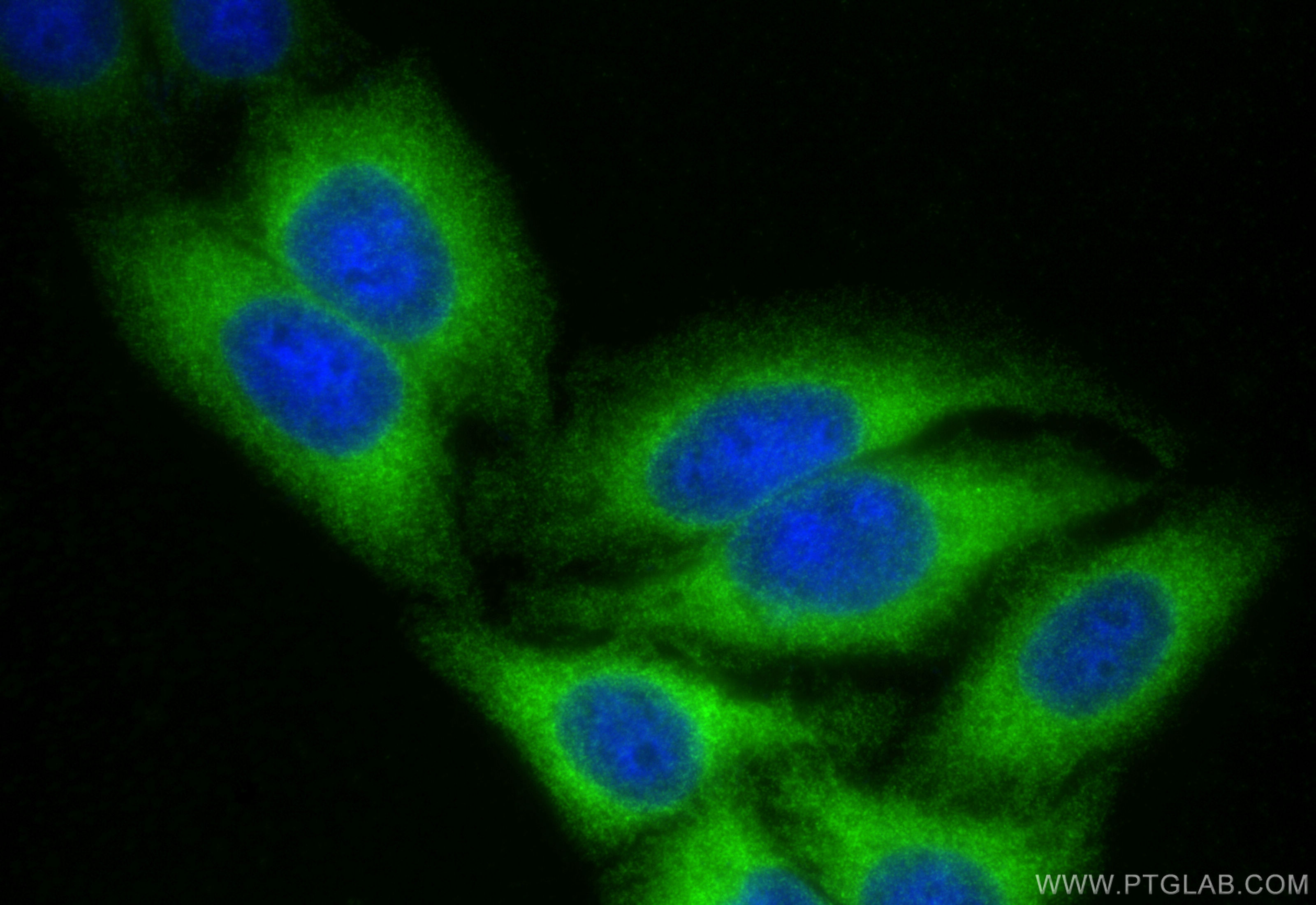 Immunofluorescence (IF) / fluorescent staining of HepG2 cells using APOL1 Recombinant antibody (83770-5-RR)