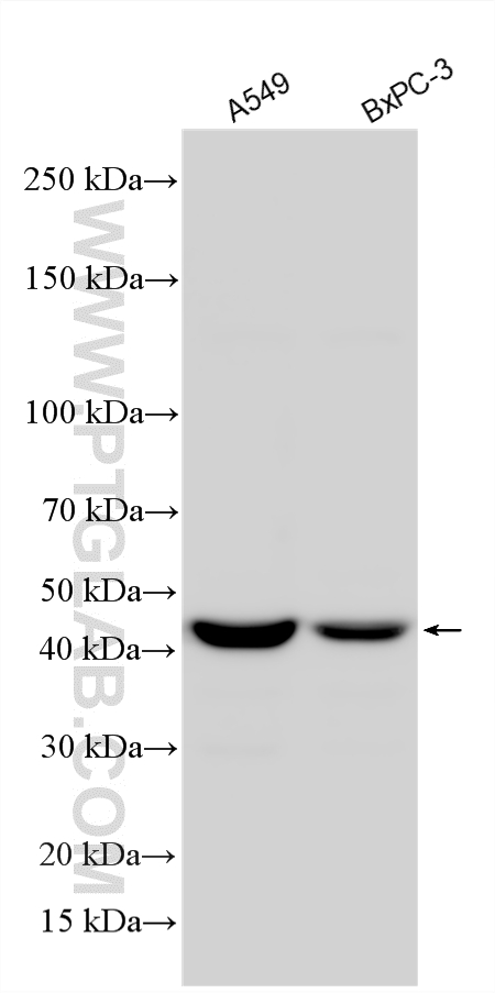 Western Blot (WB) analysis of various lysates using APOL3 Polyclonal antibody (28591-1-AP)