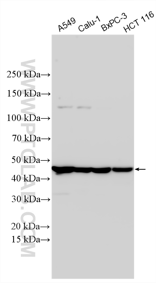 Western Blot (WB) analysis of various lysates using APOL3 Polyclonal antibody (28591-1-AP)