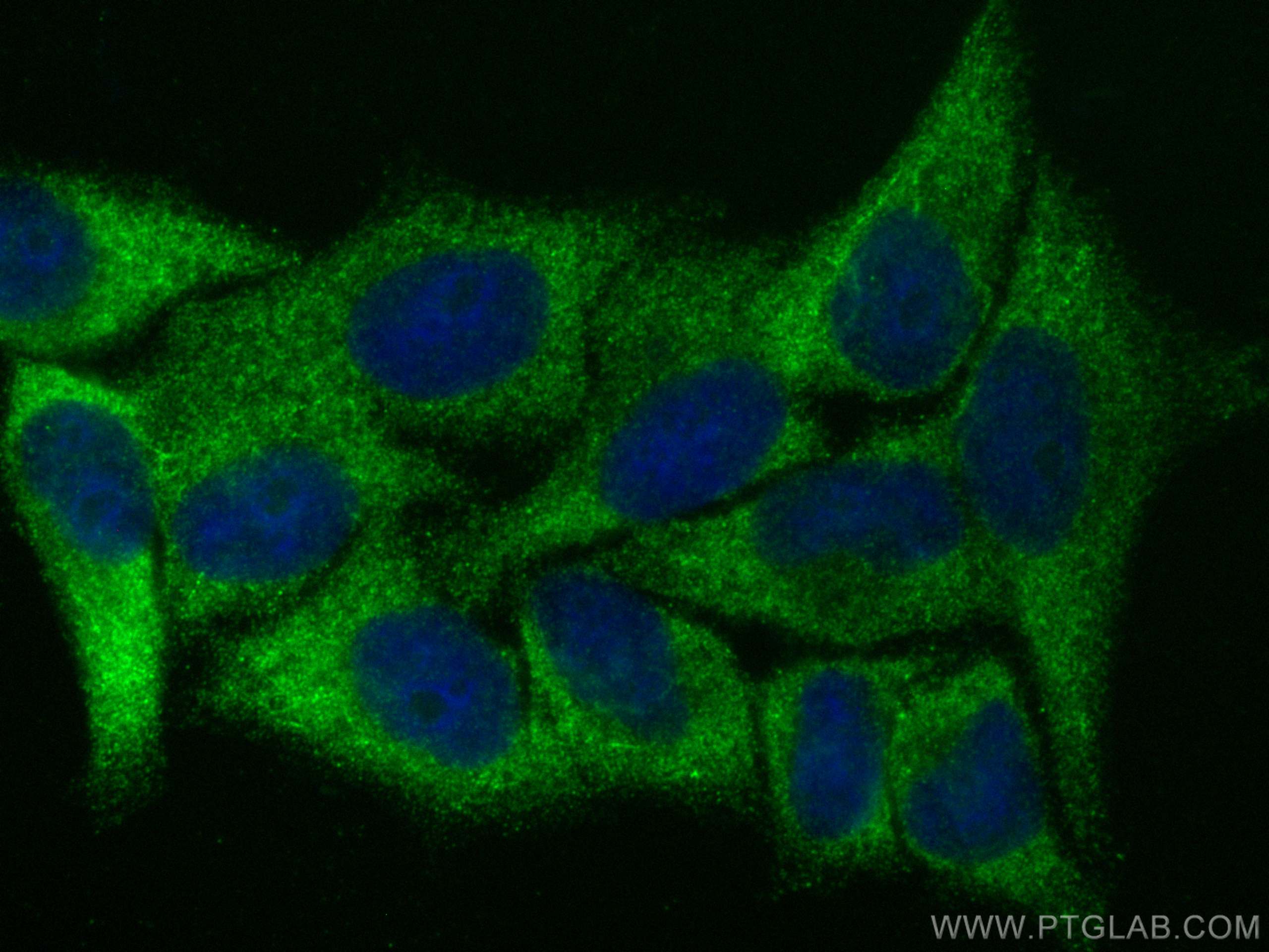 Immunofluorescence (IF) / fluorescent staining of HepG2 cells using APOL4 Polyclonal antibody (10564-1-AP)