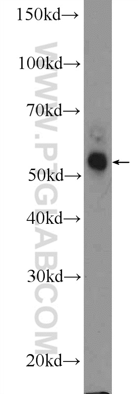 Western Blot (WB) analysis of HepG2 cells using APOL4 Polyclonal antibody (10564-1-AP)