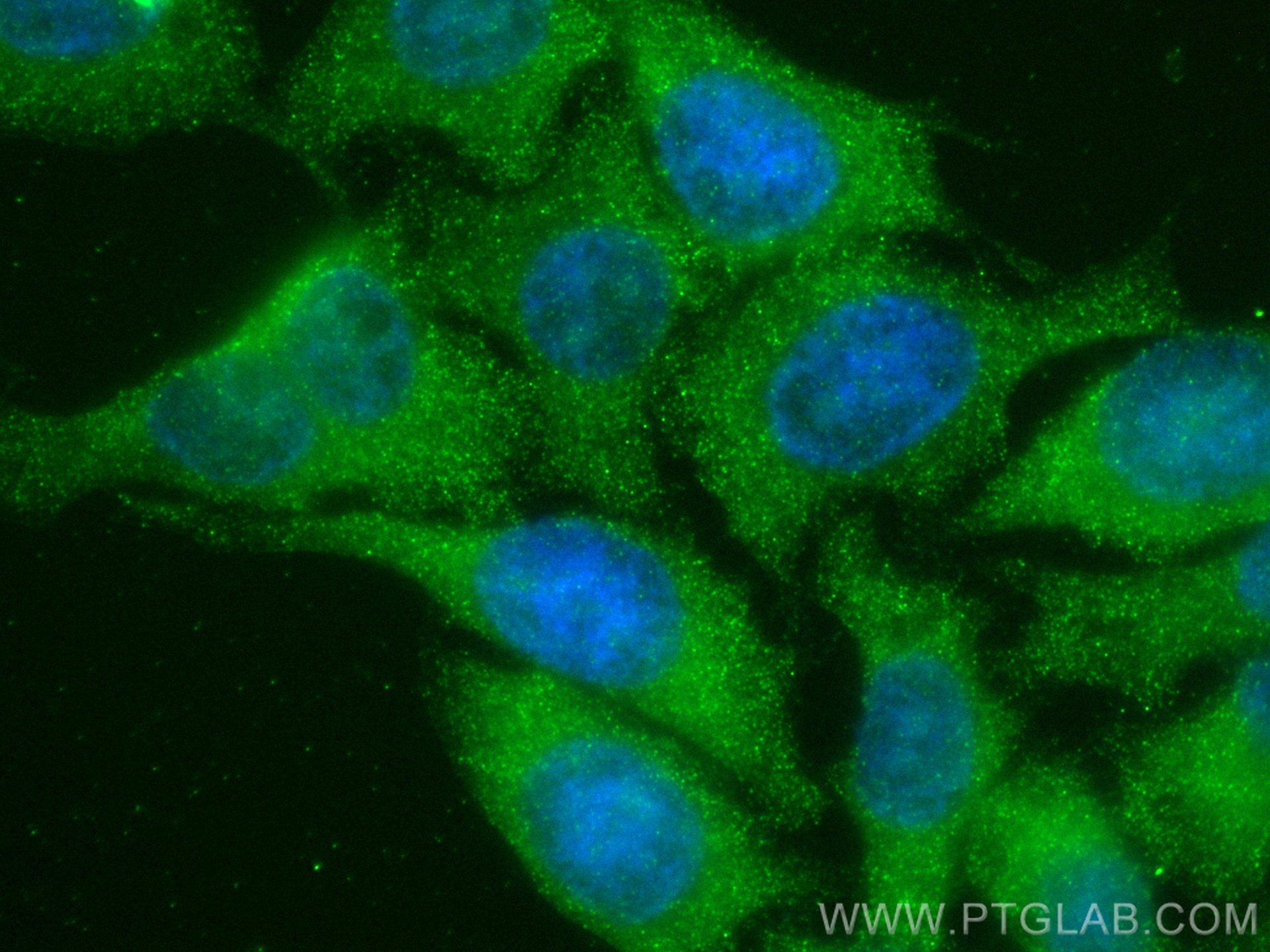 Immunofluorescence (IF) / fluorescent staining of HepG2 cells using APOM Recombinant antibody (82871-1-RR)