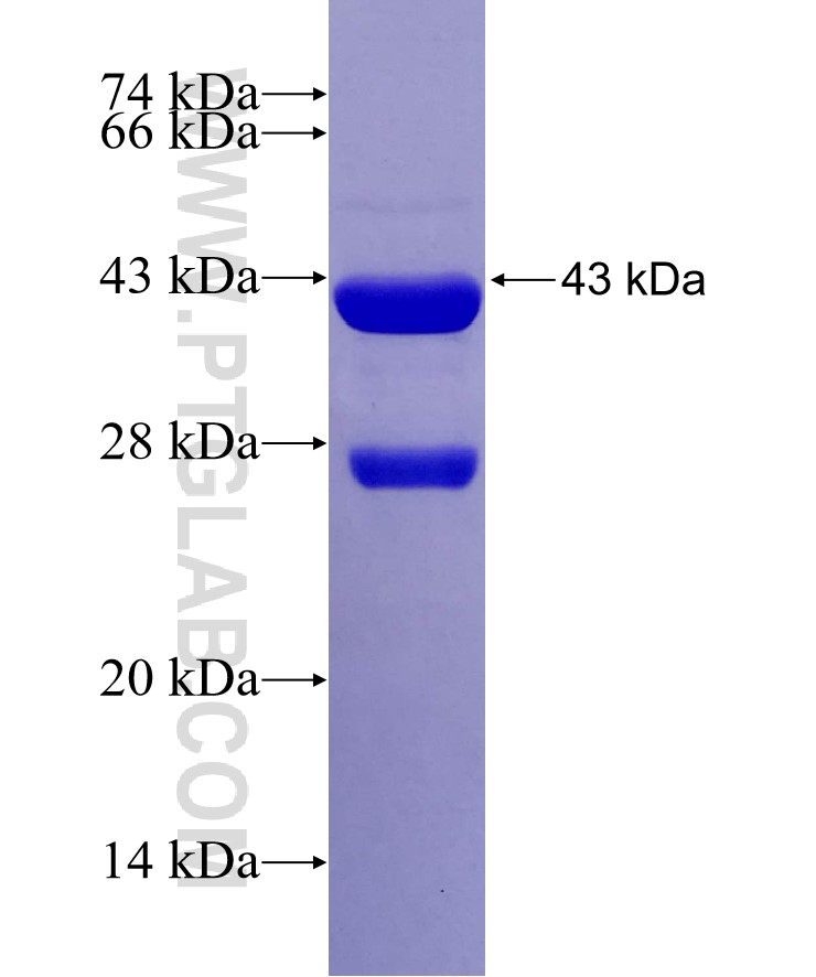 APOOL fusion protein Ag29392 SDS-PAGE