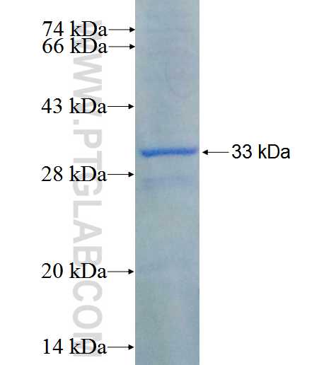 APRIL,TNFSF13 fusion protein Ag26281 SDS-PAGE