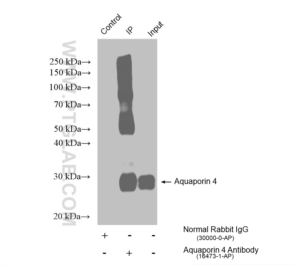 Immunoprecipitation (IP) experiment of mouse brain tissue using Aquaporin 4 Polyclonal antibody (16473-1-AP)