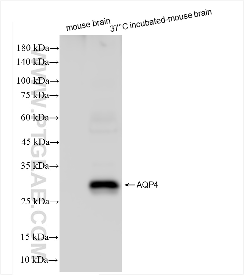 Western Blot (WB) analysis of various lysates using Aquaporin 4 Recombinant antibody (82296-6-RR)