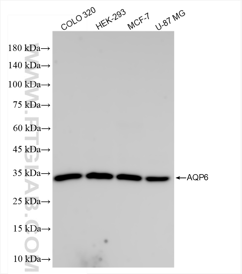 Western Blot (WB) analysis of various lysates using AQP6 Recombinant antibody (83322-3-RR)