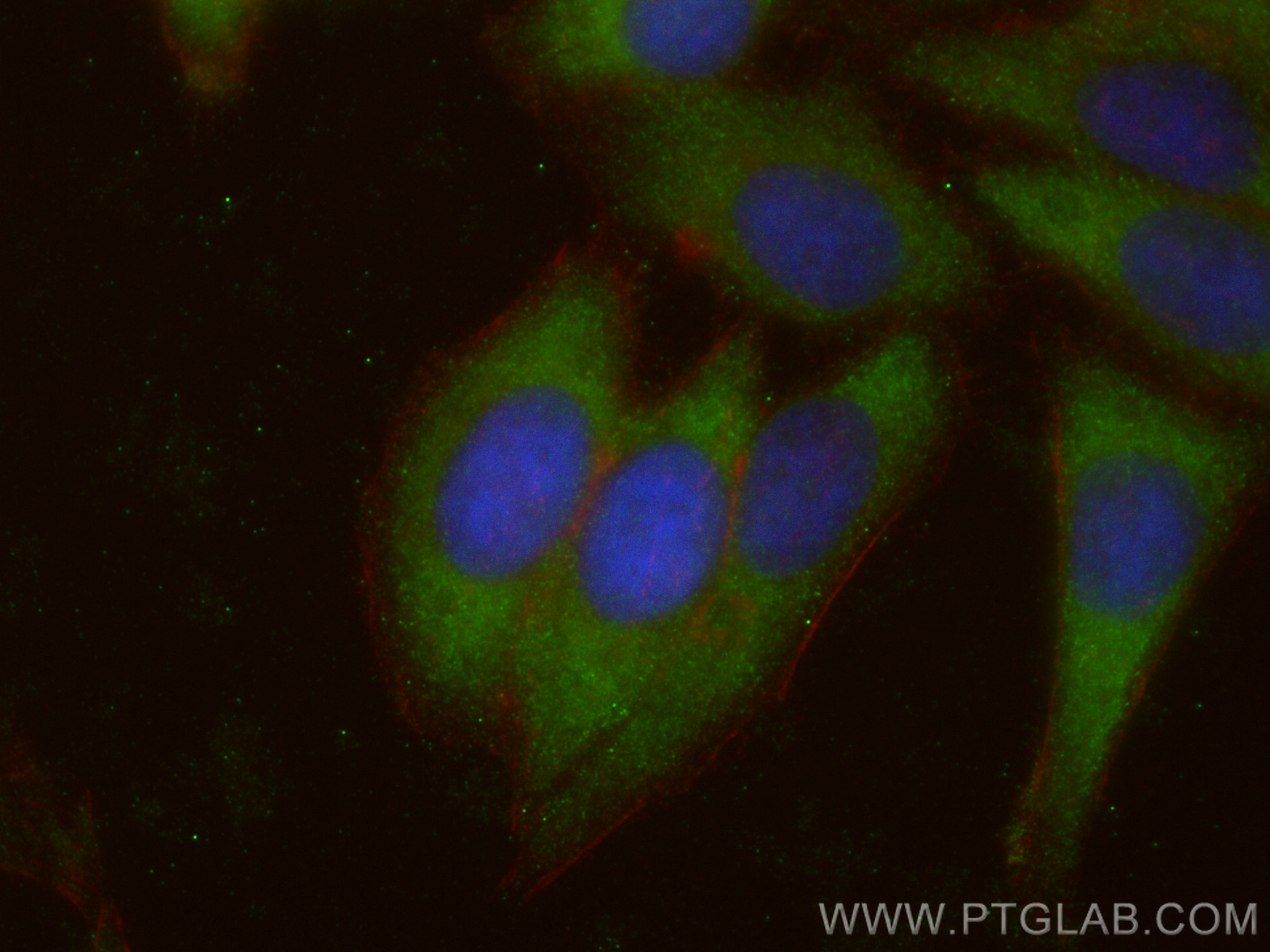 Immunofluorescence (IF) / fluorescent staining of HepG2 cells using ARCN1 Polyclonal antibody (23843-1-AP)