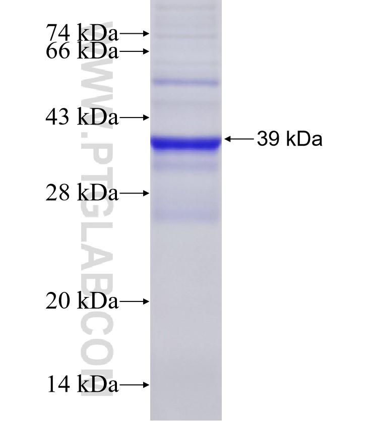 ARF fusion protein Ag33340 SDS-PAGE