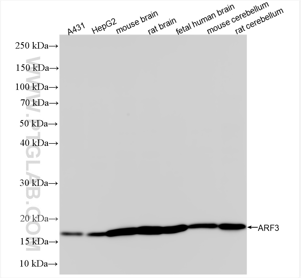 Western Blot (WB) analysis of various lysates using ARF3 Recombinant antibody (85995-1-RR)