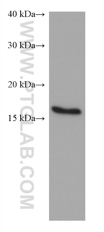 Western Blot (WB) analysis of LNCaP cells using ARF6 Monoclonal antibody (68924-1-Ig)