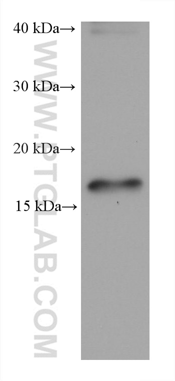 Western Blot (WB) analysis of pig liver tissue using ARF6 Monoclonal antibody (68924-1-Ig)