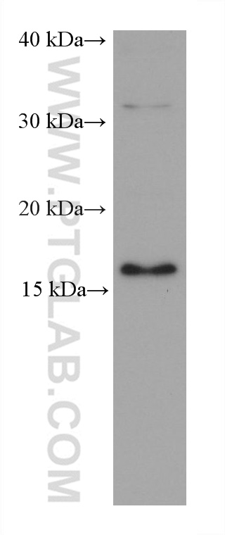 Western Blot (WB) analysis of HEK-293 cells using ARF6 Monoclonal antibody (68924-1-Ig)