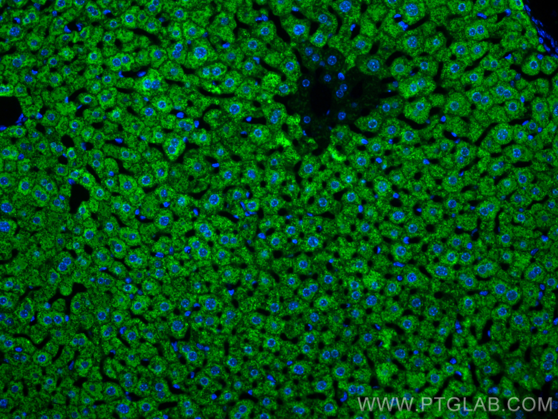 Immunofluorescence (IF) / fluorescent staining of mouse liver tissue using Arginase-1 Polyclonal antibody (16001-1-AP)