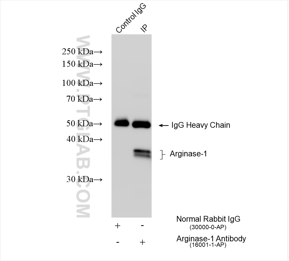 Immunoprecipitation (IP) experiment of mouse liver tissue using Arginase-1 Polyclonal antibody (16001-1-AP)