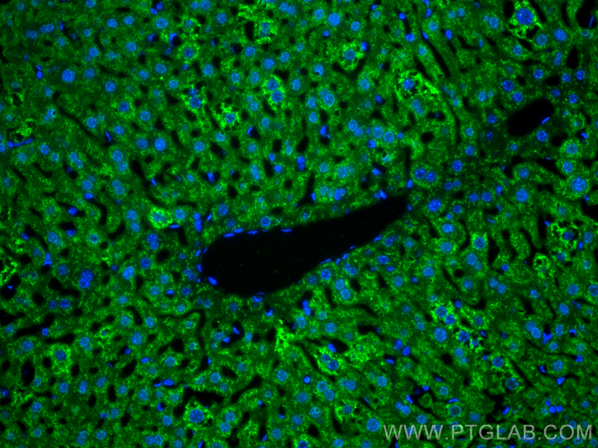 Immunofluorescence (IF) / fluorescent staining of mouse liver tissue using Arginase-1 Monoclonal antibody (66129-1-Ig)