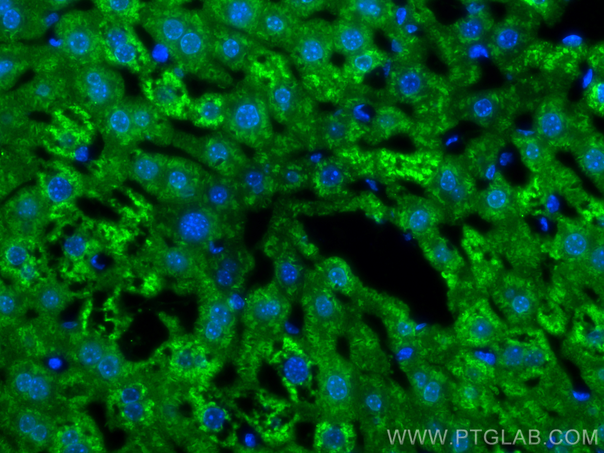 Immunofluorescence (IF) / fluorescent staining of mouse liver tissue using Arginase-1 Monoclonal antibody (66129-1-Ig)