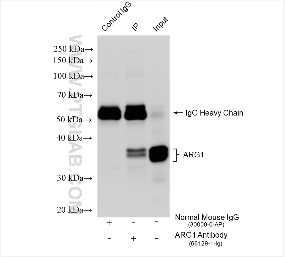 Immunoprecipitation (IP) experiment of mouse liver tissue using Arginase-1 Monoclonal antibody (66129-1-Ig)