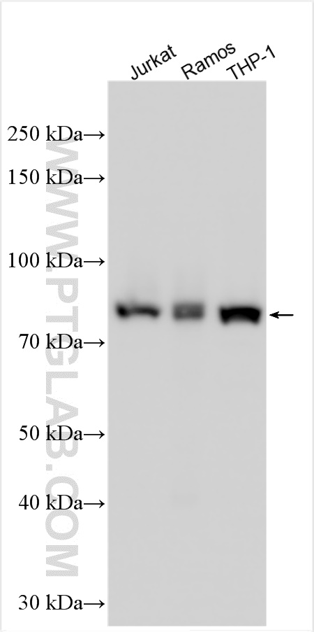 Western Blot (WB) analysis of various lysates using ARHGAP25 Polyclonal antibody (14349-1-AP)