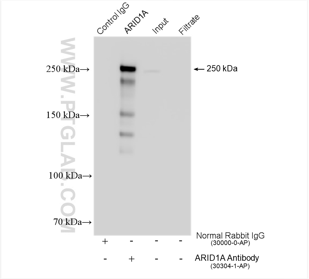 Immunoprecipitation (IP) experiment of HeLa cells using ARID1A Polyclonal antibody (30304-1-AP)