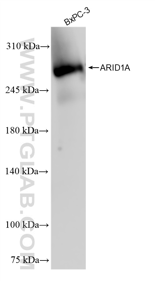 Western Blot (WB) analysis of BxPC-3 cells using ARID1A Recombinant antibody (83733-3-RR)